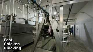 plucker цыпленка