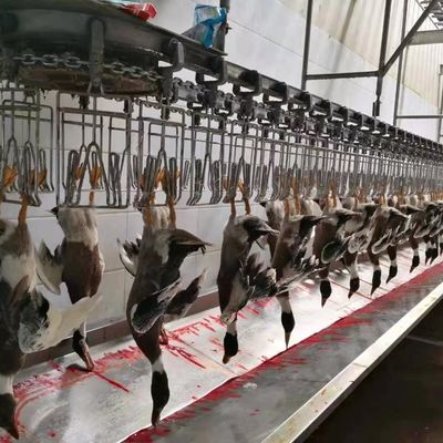 Машина для убоя цыплят, гусей, индюков и уток 1000BPH