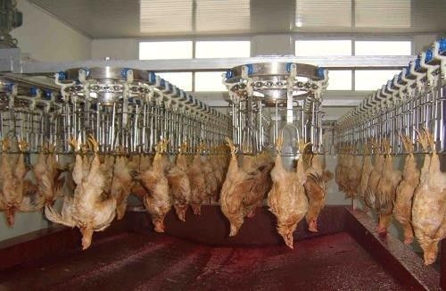 Настраиваемая и прочная линия переработки птицы из нержавеющей стали 304