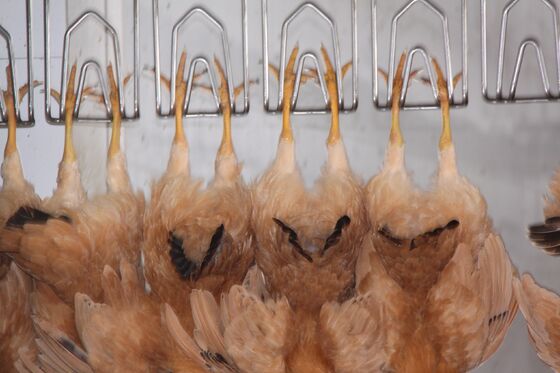 Высокоэффективное оборудование для убоя курицы халяль под ключ Линия обработки птицы на 1000 птиц в час